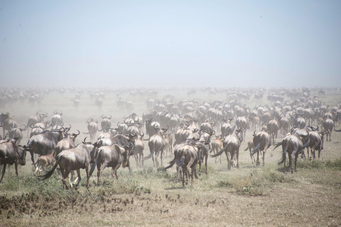 Tausende Gnus im Serengeti Park (Archivbild).
