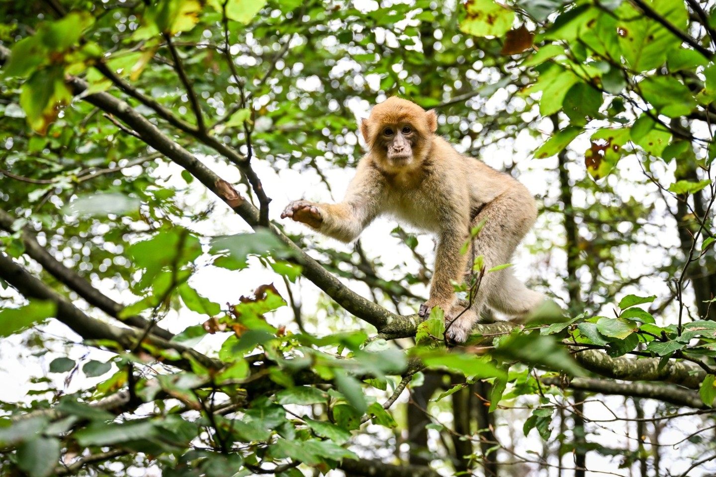 Der Affe hatte den Park in Atem gehalten. (Symbolbild)