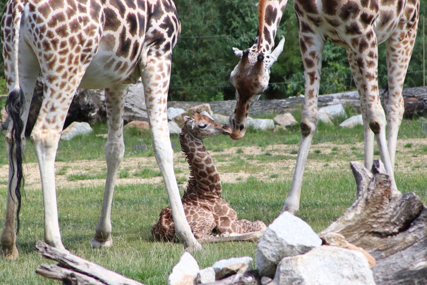 Ein Giraffen-Jungtier in einem Gehege des Berliner Tierparks.