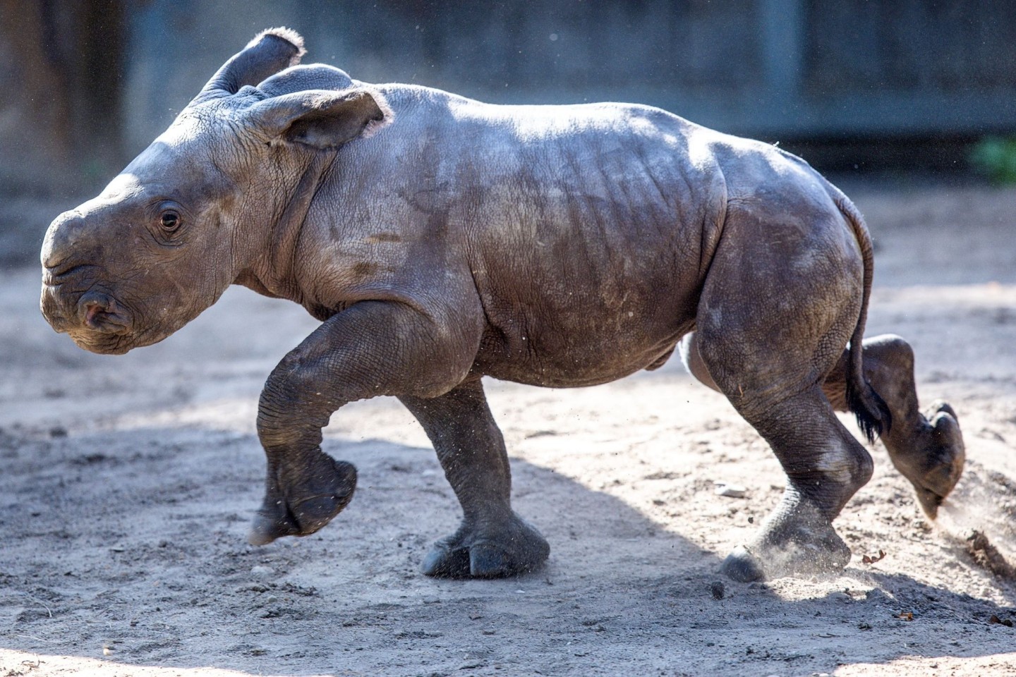 Das erst wenige Tage alte weibliches Nashornbaby erkundet erstmals die Außenanlagen im Schweriner Zoo.