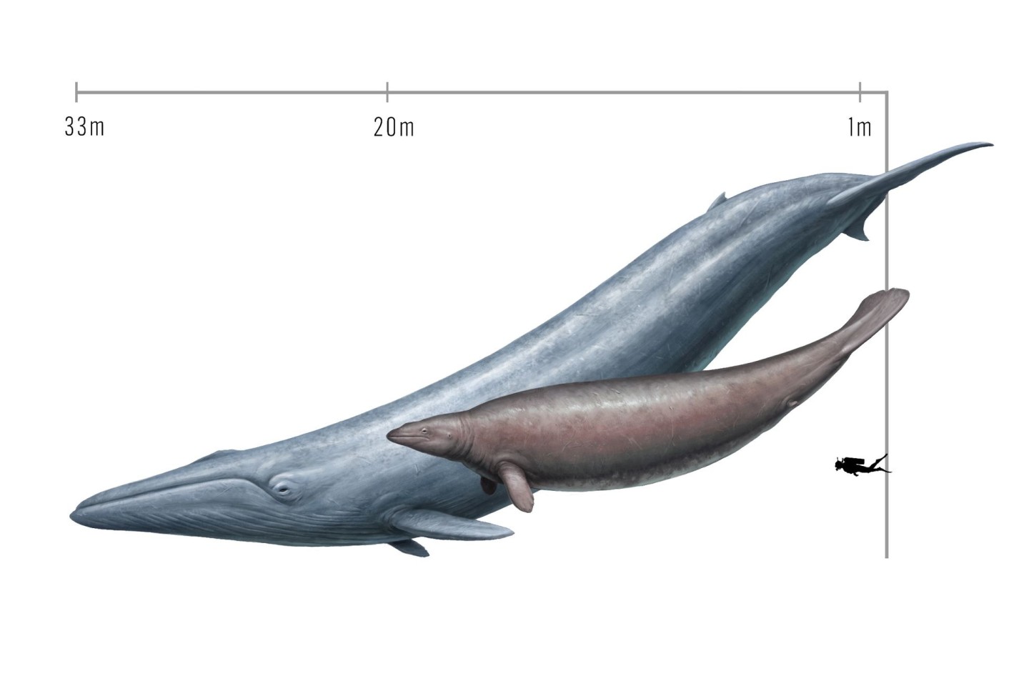 Ursprünglich schätzten Forscher die Masse von Perucetus aufgrund seiner dicken Knochen als größer ein als die eines Blauwals.