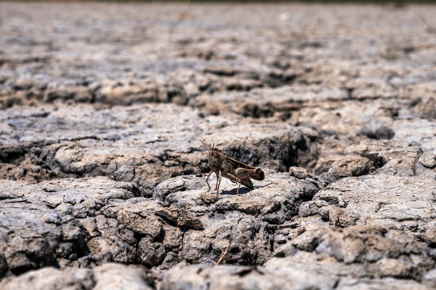 Die Trockenheit bedroht Natur und Mensch.