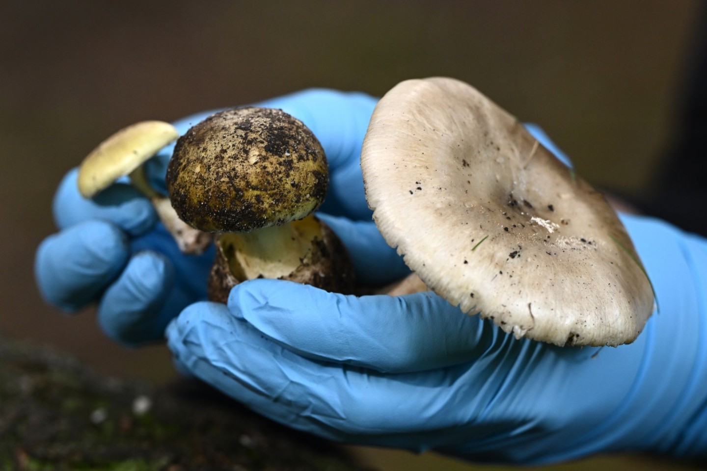 Eine Wissenschaftlerin vom Royal Botanic Garden Victoria zeigt giftige Knollenblätterpilze.