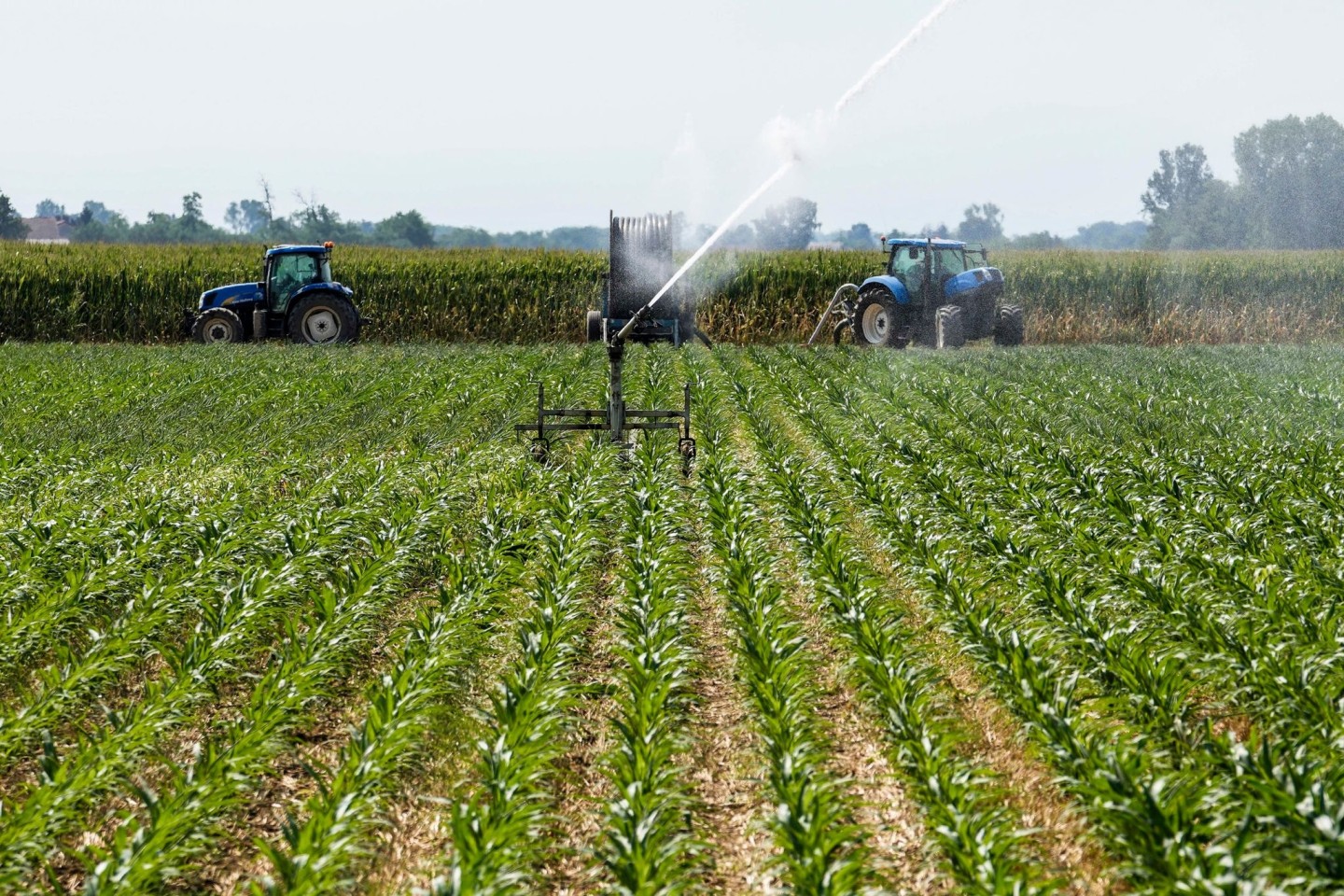 In der italienischen Landwirtschaft sind nach Schätzungen etwa 230.000 Menschen illegal beschäftigt, darunter viele Migranten.