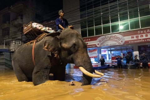 Fluten in Thailand: Mönch bringt Hilfsgüter mit Elefanten