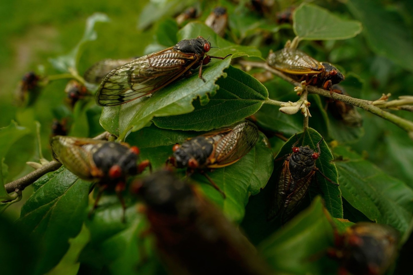 Wenige Tage nach dem Schlüpfen beginnen männliche Zikaden, bis zu 90 Dezibel laute Knattergeräusche zu erzeugen.