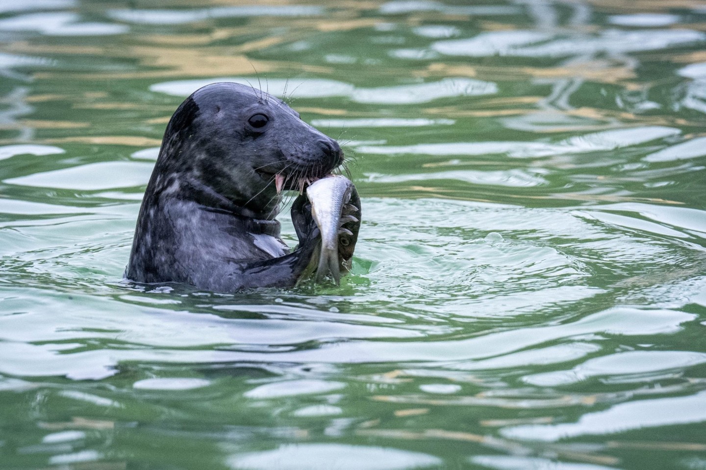 Die Seehundstationen in Niedersachsen und Schleswig-Holstein nehmen Jungtiere in ihre Obhut.