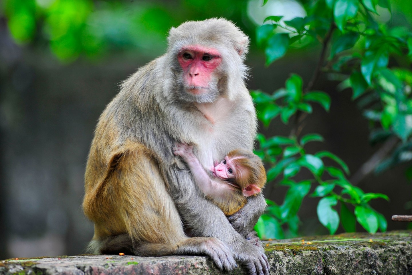 Ein Rhesusaffen-Baby ist im Arm seiner Mutter.