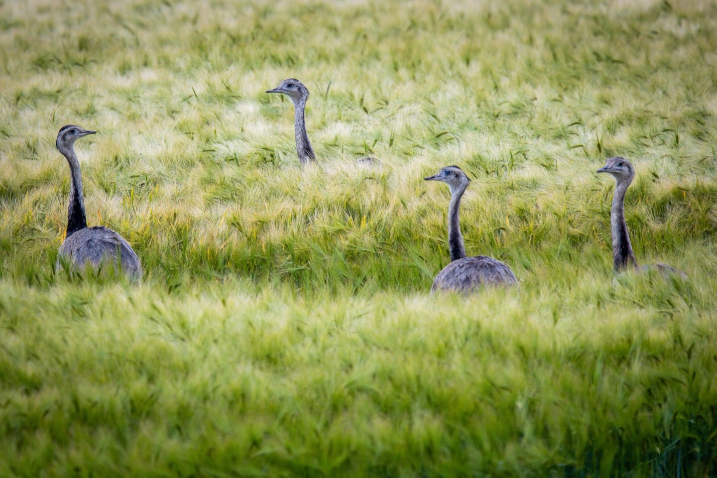 Wild lebende Nandus laufen bei der Futtersuche durch ein Roggenfeld in Mecklenburg-Vorpommern.