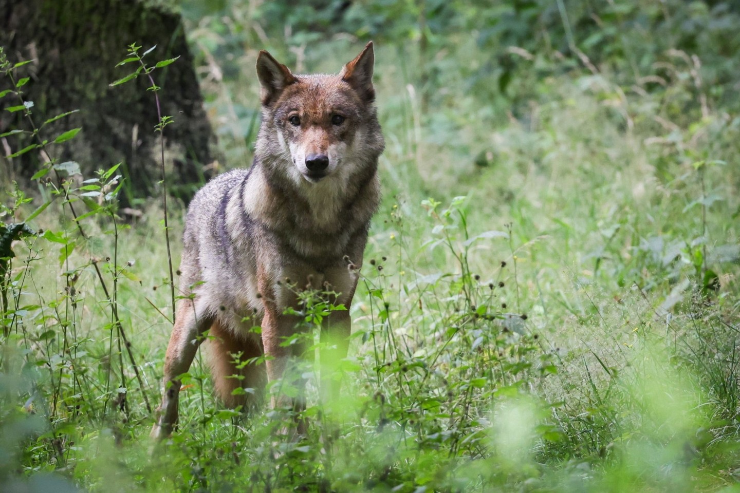 Eine ausgewachsener weiblicher Wolf. Besonders intensiv wurden die Tiere, die eigentlich durch die Fauna-Flora-Habitatrichtlinie der EU besonders geschützt sind, in Tirol und Kärnten bejag...