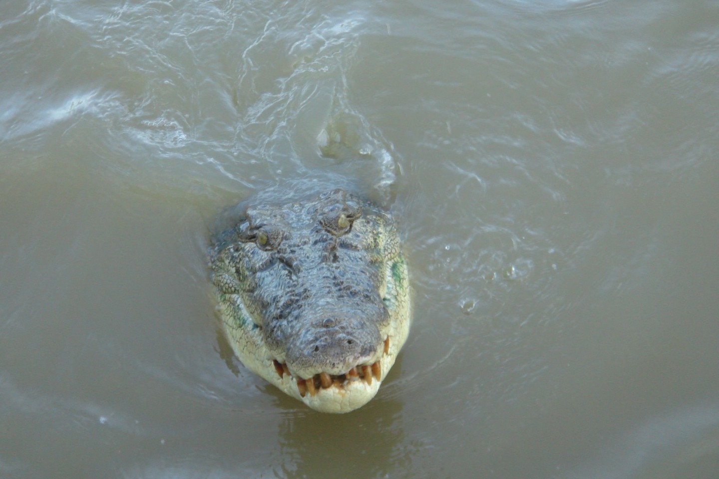 Durchschnittlich kommt es in Australien zu zwei tödlichen Krokodil-Angriffen pro Jahr. (Symbolbild)