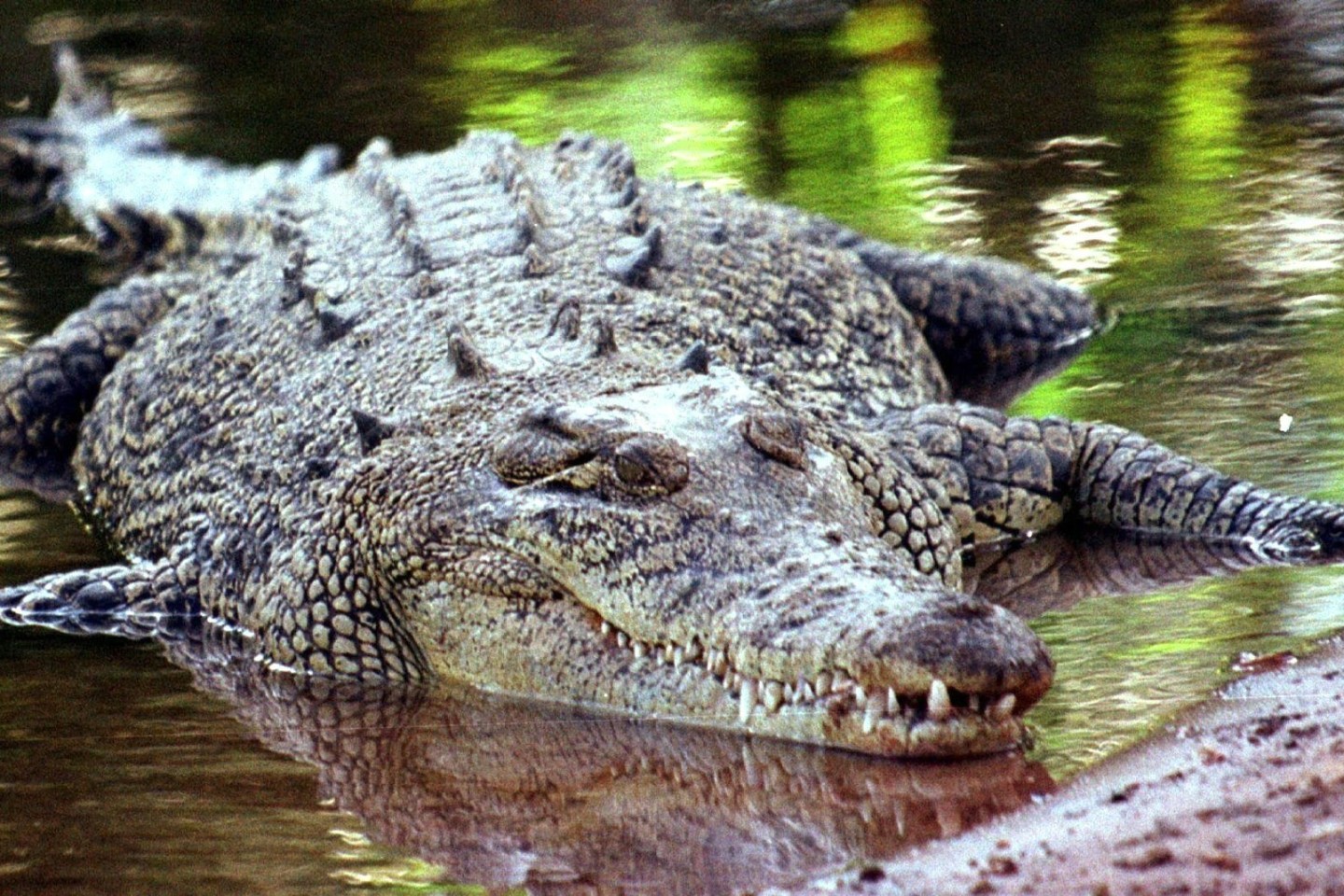 Salwasserkrokodile gelten als extrem aggressiv und gefährlich.