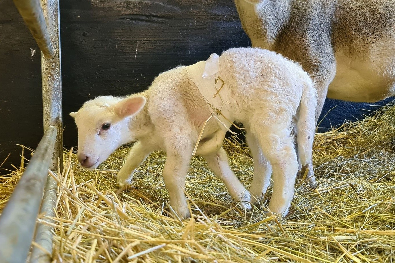 Lämmchen Dolly und seine Mutter im Stall. Um die Koordination der Beine zu unterstützen, wurde ein Bein winklig hochbandagiert. Mit diesem Trick kann das Lämmchen Dolly nun besser gehen.