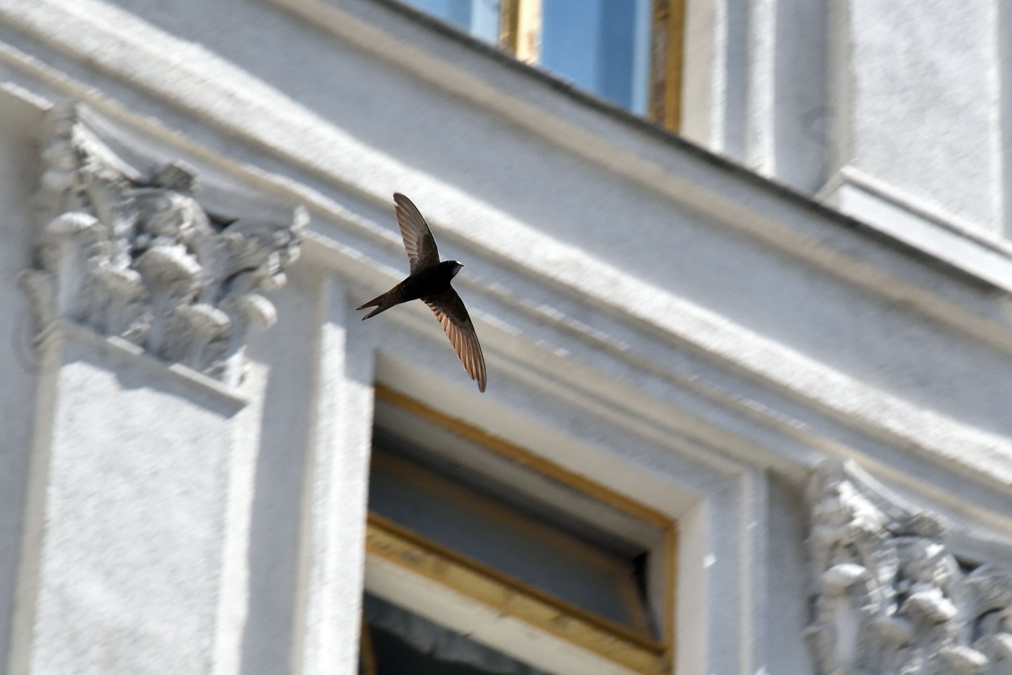 Mauersegler stehen vor dem Flug in Richtung Winterquartier vor. (Foto Archiv)