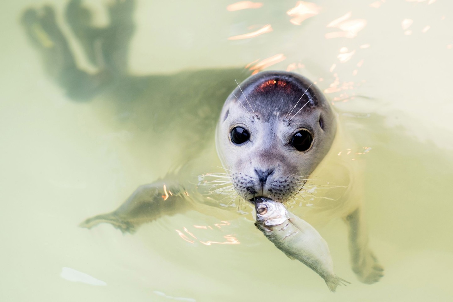 Mit Fisch im Maul schwimmt der junge Seehund «Ouzo» durch ein Becken der Seehundstation Norddeich.