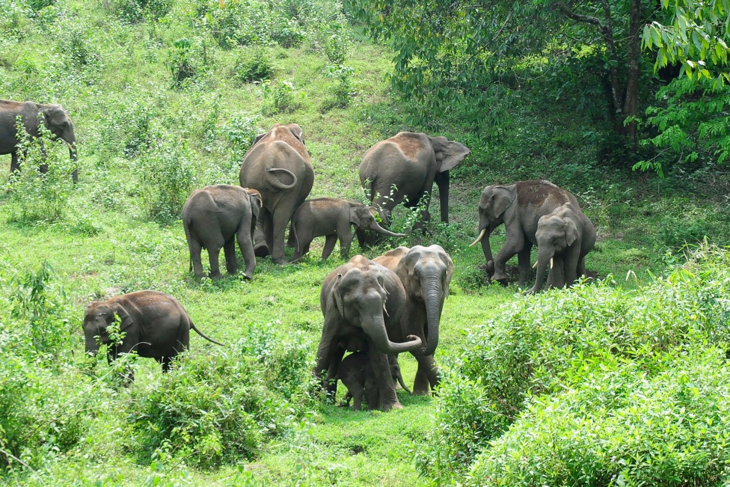 Eine Herde wilder Elefanten grast im südindischen Bundesstaat Kerala: Ein Tier machte hier immer wieder Probleme.