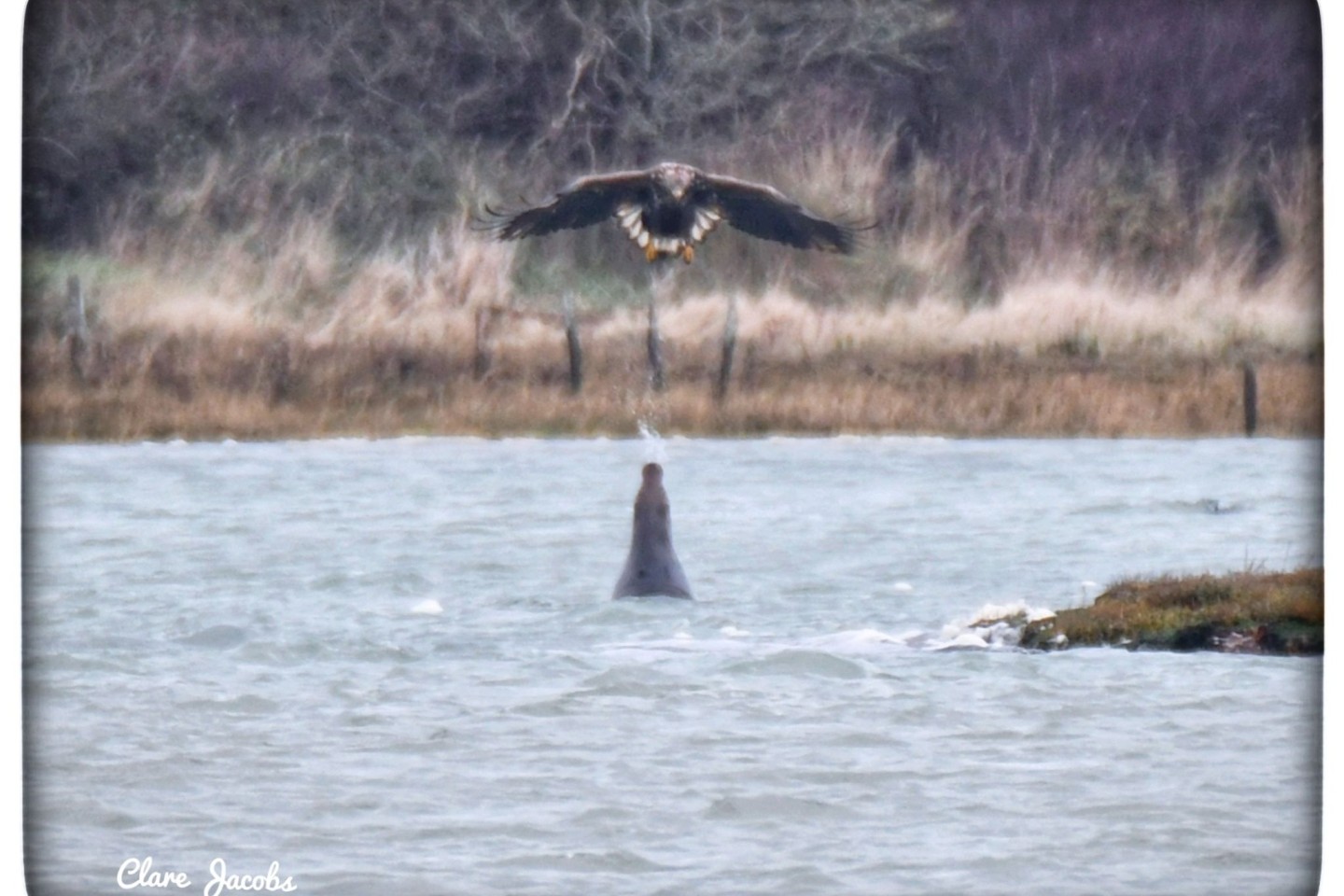 Eine Robbe spuckt Wasser auf einen Adler.