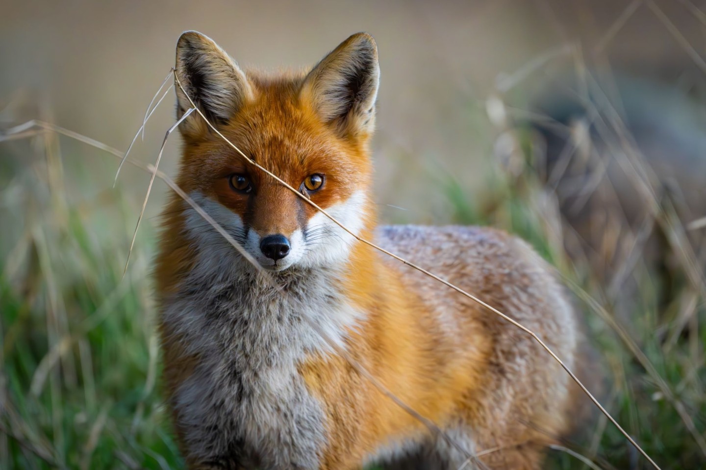 Füchse sind anpassungsfähig und schlau. Die Tiere sind weltweit verbreitet, im Wald, Stadt und sogar in (Eis-)wüsten. (Archivbild)