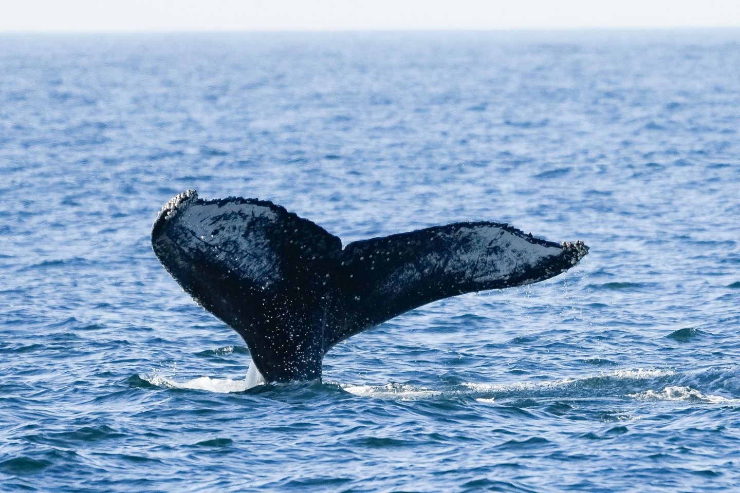 Ein junger Buckelwal ist kürzlich in der Nordsee entdeckt worden. Das ist durchaus ungewöhnlich.