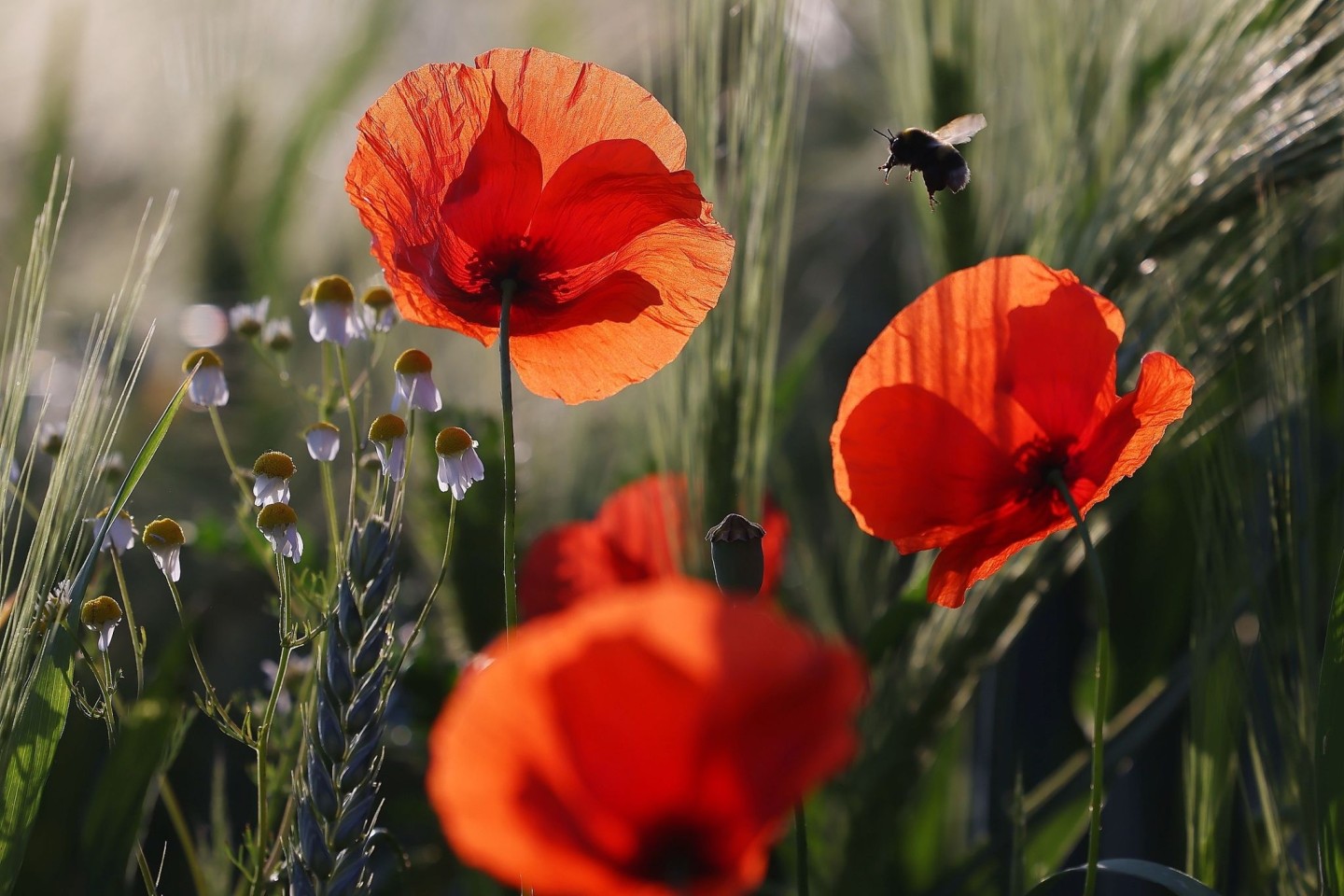 Eine Hummel fliegt eine Mohnblume an.