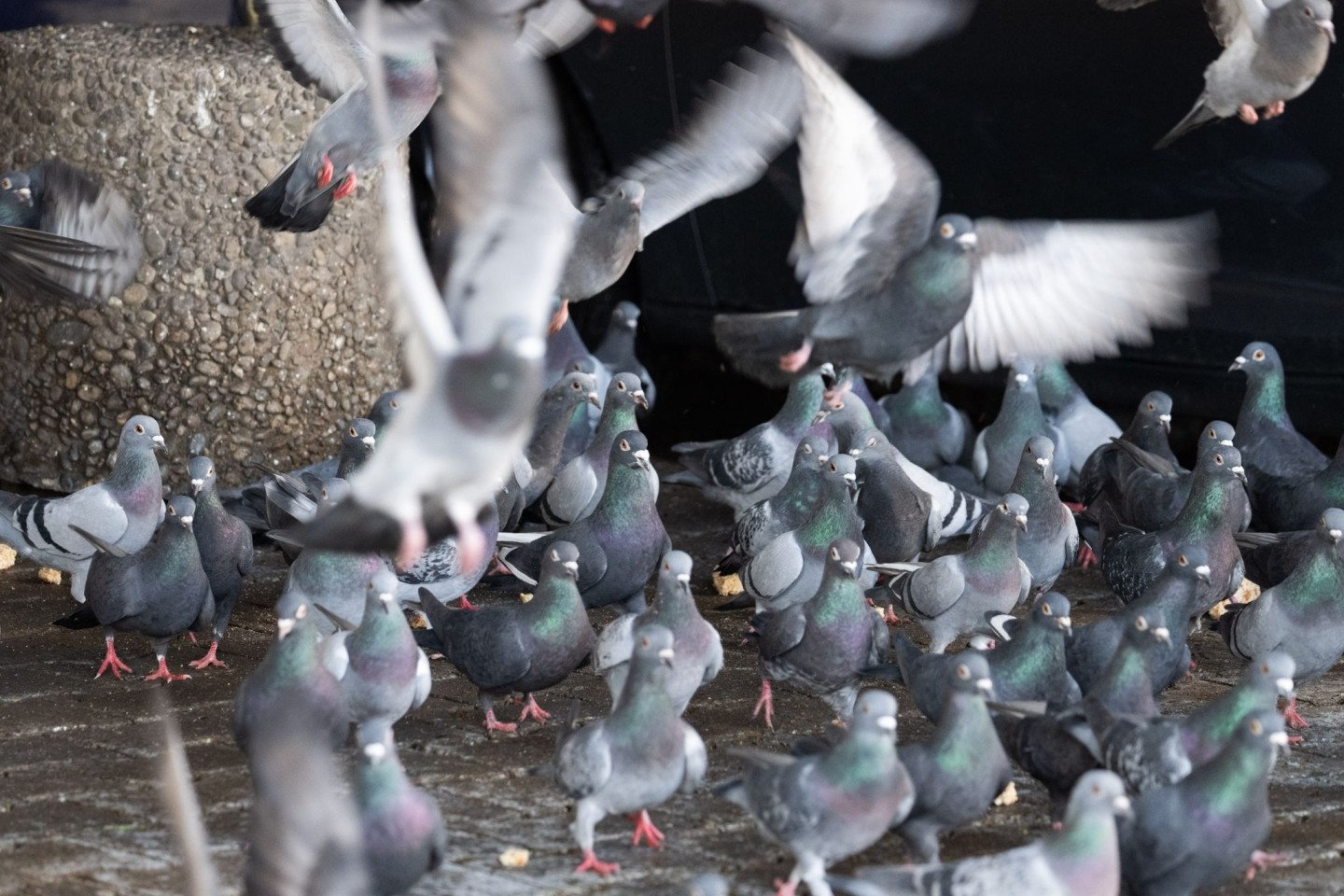 Tierschützer halten nicht viel von dem geplanten Umzug von 200 Limburger Stadttauben auf einen Gnadenhof in Bayern. Das sei nur eine «kurzfristige Lösung» - die Stadt bleibe in der Pflic...