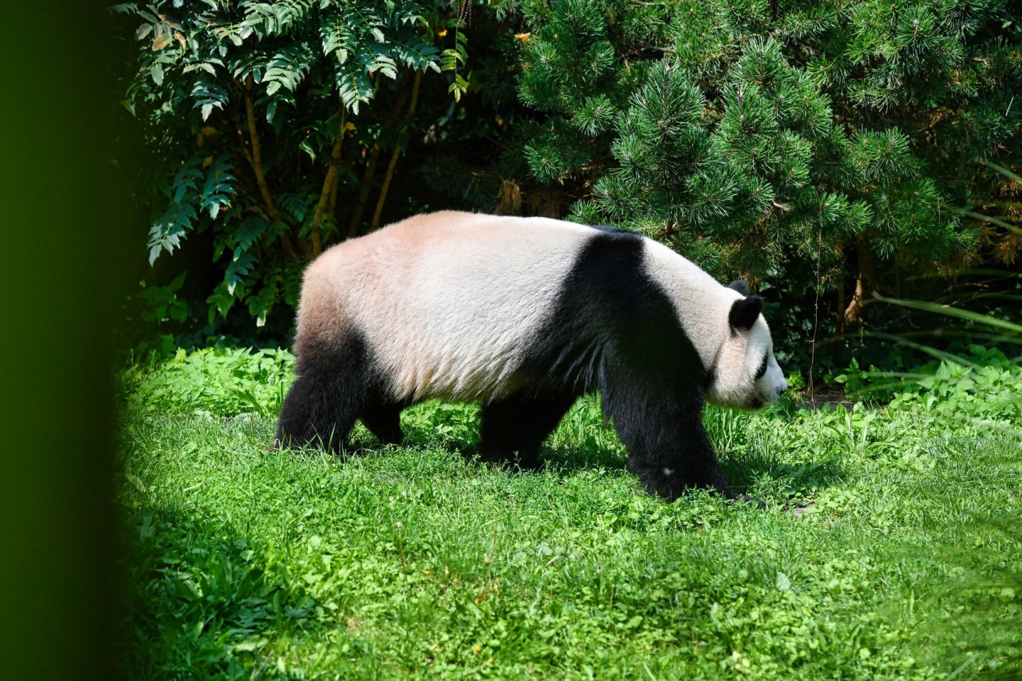 SYMBOLBILD Forscher von der Universität Tübingen haben einen Vorläufer vom Panda im Allgäu entdeckt