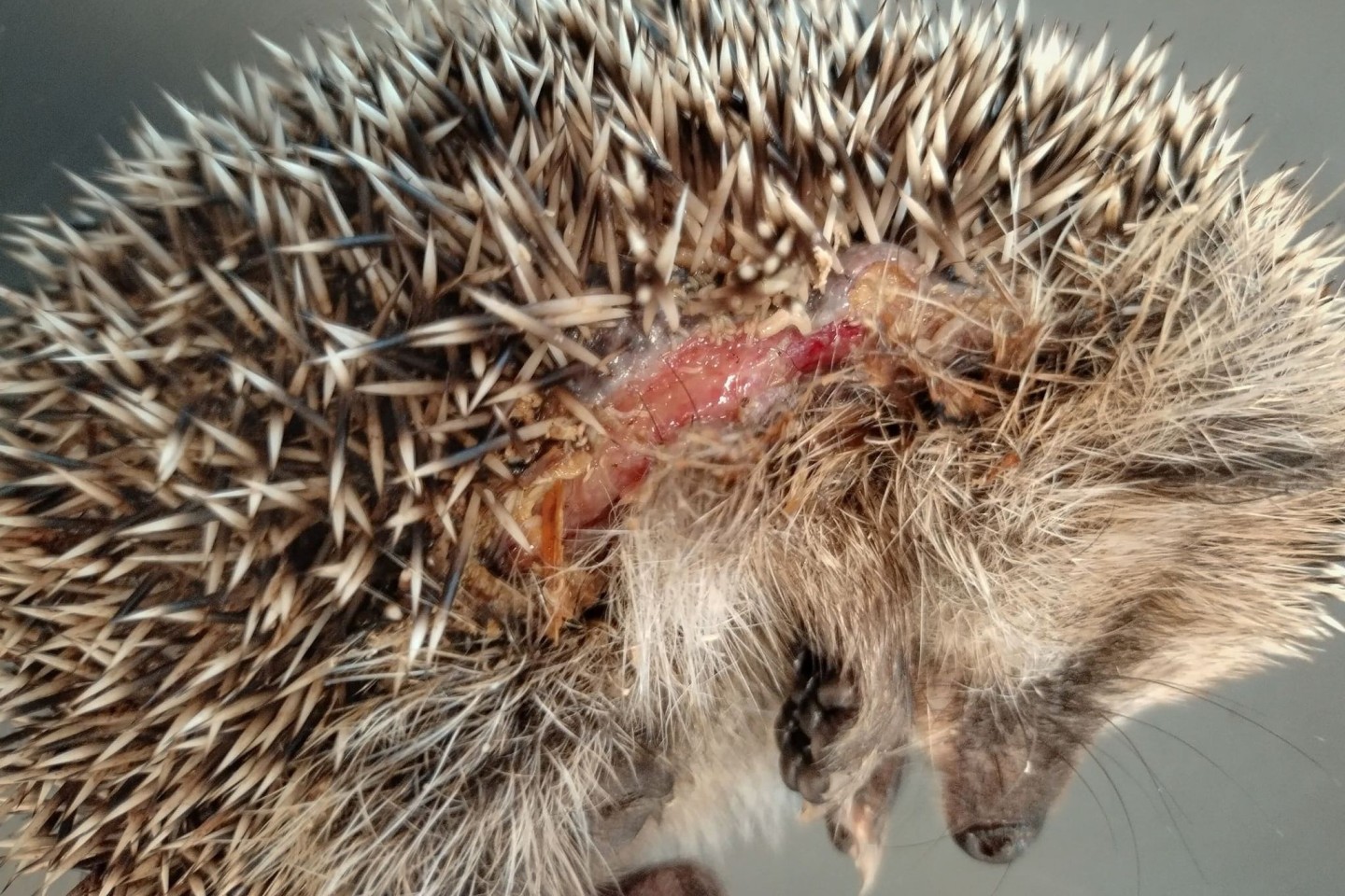 Ein Igel mit Schnittverletzungen.