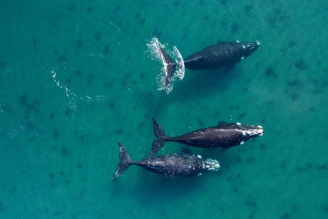 WWF: Klimawandel und Schifffahrt gefährden Wal-Wanderrouten