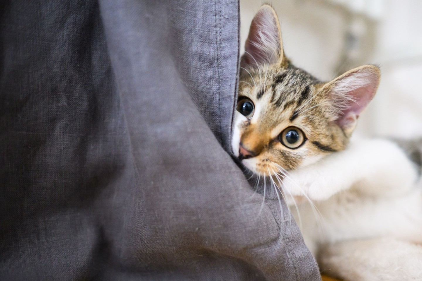 Eine Studie hat untersucht, was sich gegen Möbel zerkratzende Hauskatzen unternehmen lässt. (Archivbild)