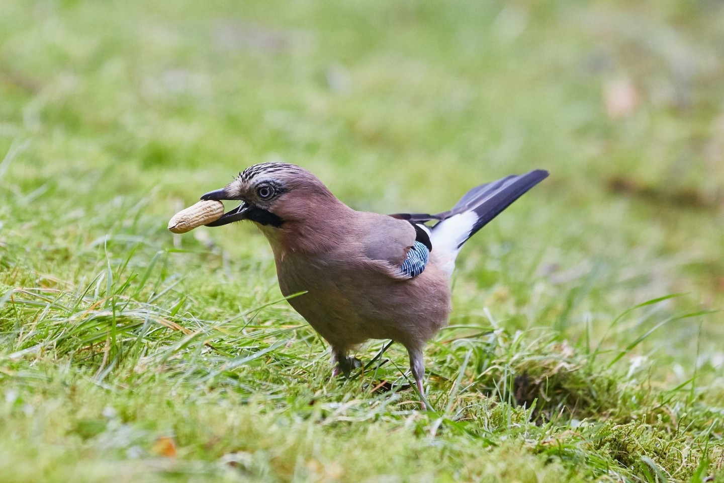 Ein Eichelhäher (Garrulus glandarius) hält in einem Garten in Hamburg eine Erdnuss in seinem Schnabel.