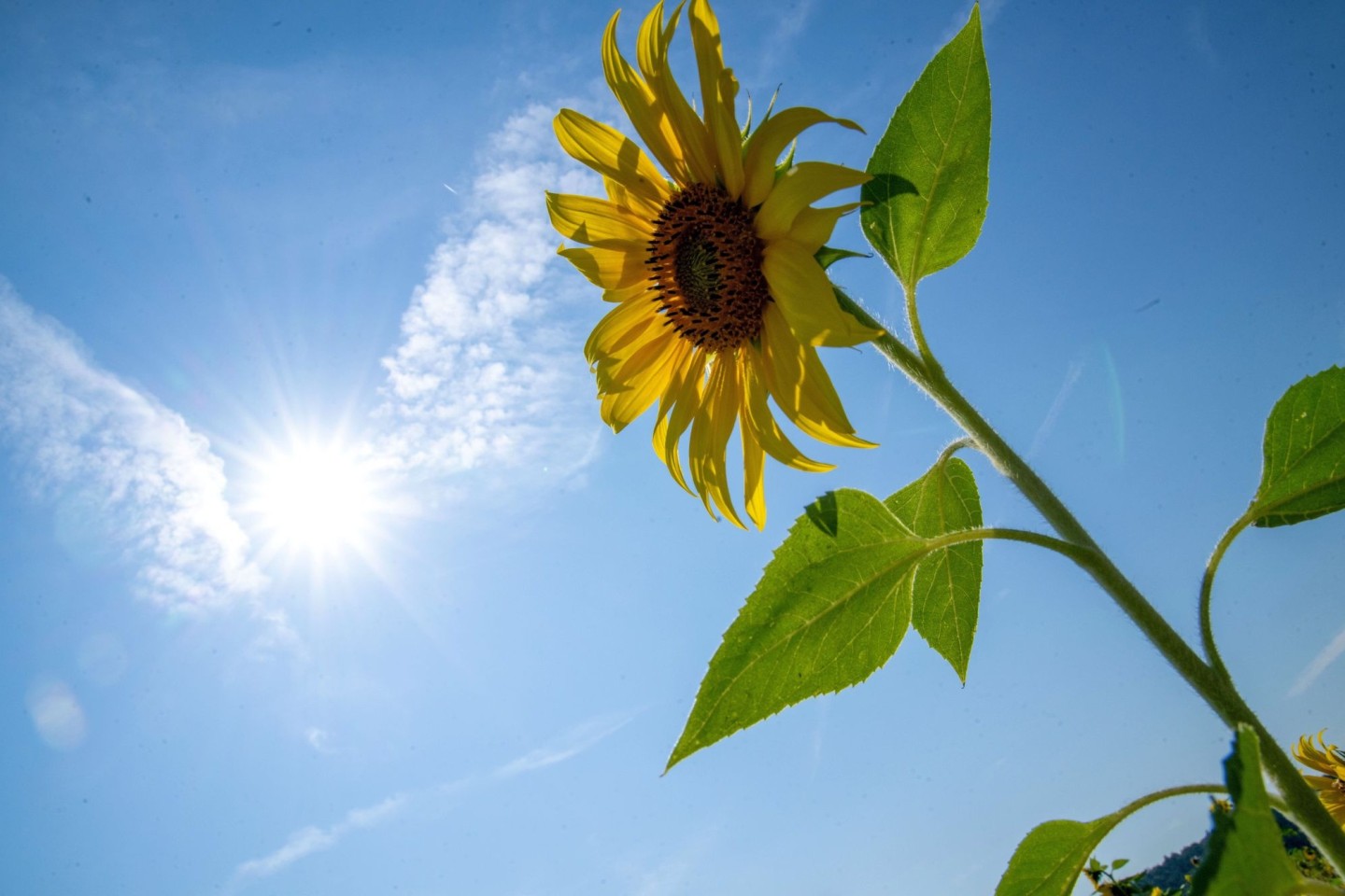 Der Wetterdienst erwartet am Sonntag Temperaturen von bis zu 34 Grad (Archivbild). 