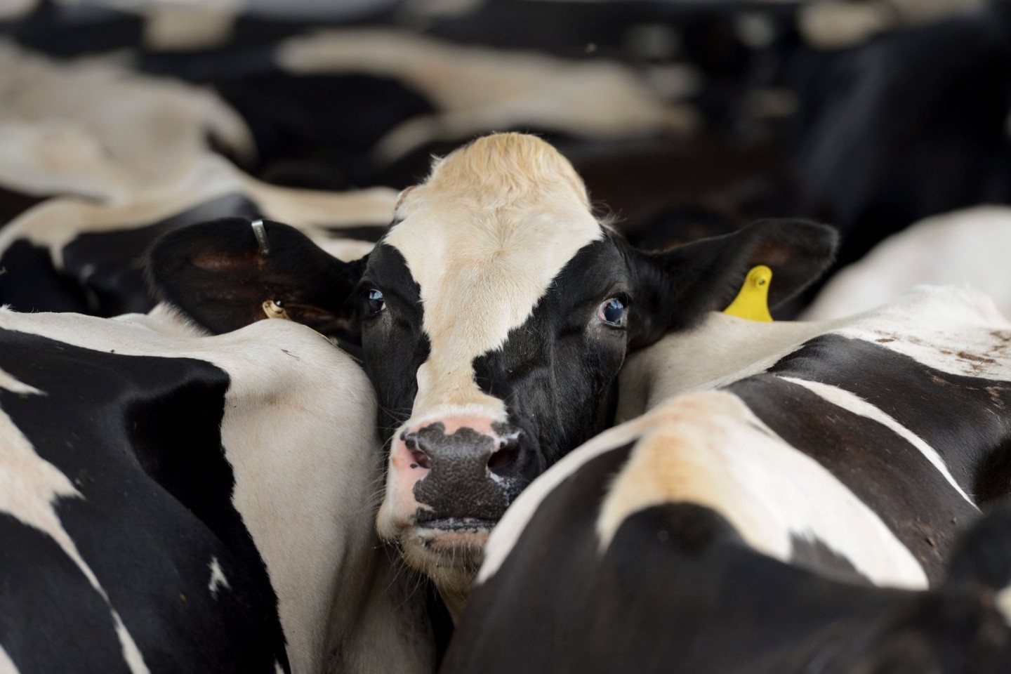Ende März war das H5N1-Virus erstmals bei Milchkühen in den USA entdeckt worden.